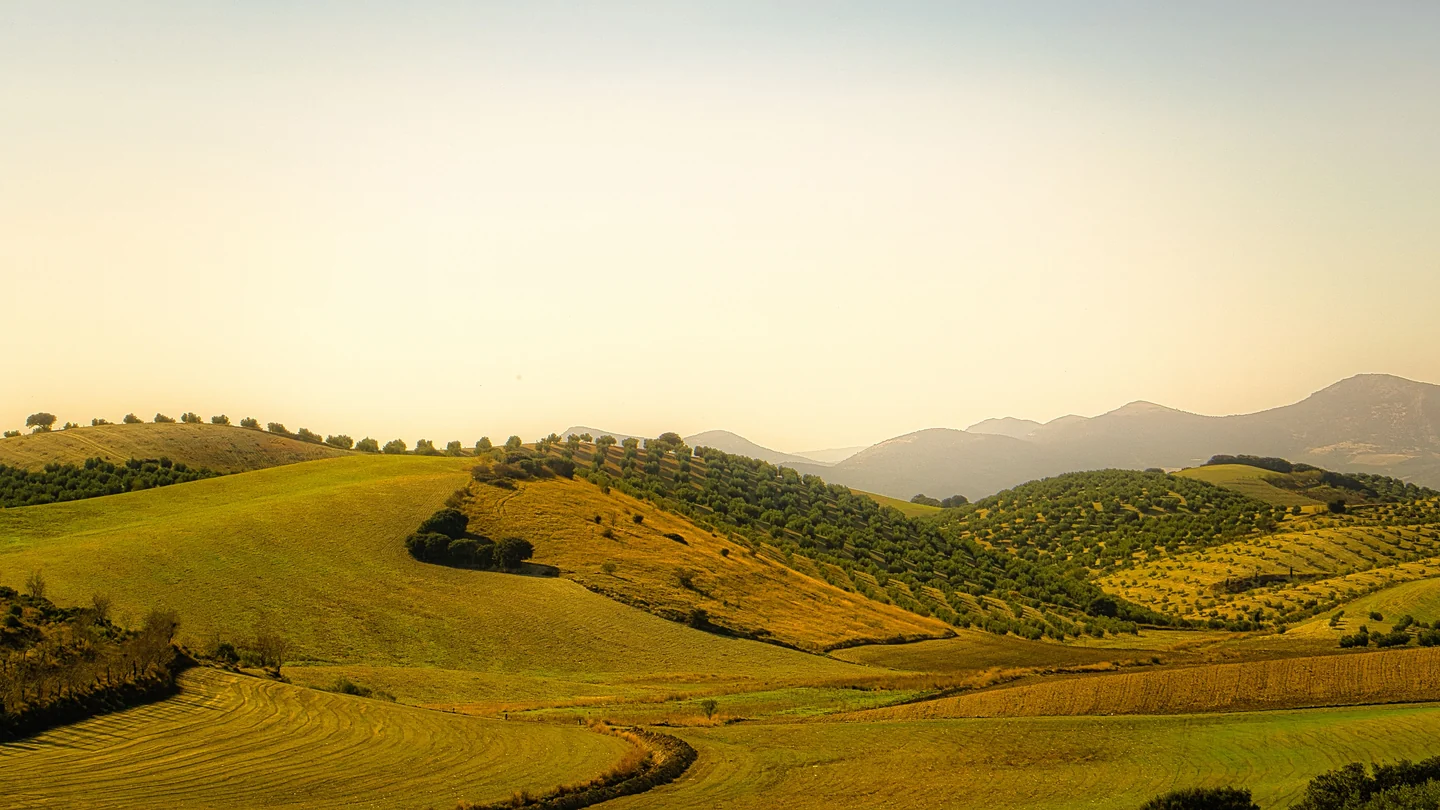 Campos y olivares entre colinas al atardecer